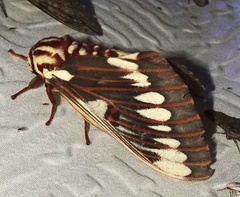 Citheronia splendens sinaloensis