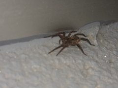 Lycosinae
