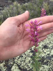 Agastache pallidiflora