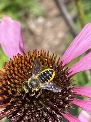 Megachile