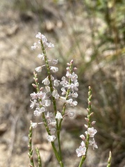 Polygonella articulata