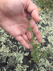 Agastache pallidiflora