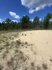 Polygonella articulata