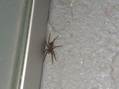 Lycosinae