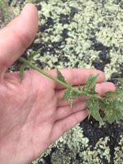 Agastache pallidiflora