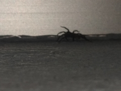 Lycosinae