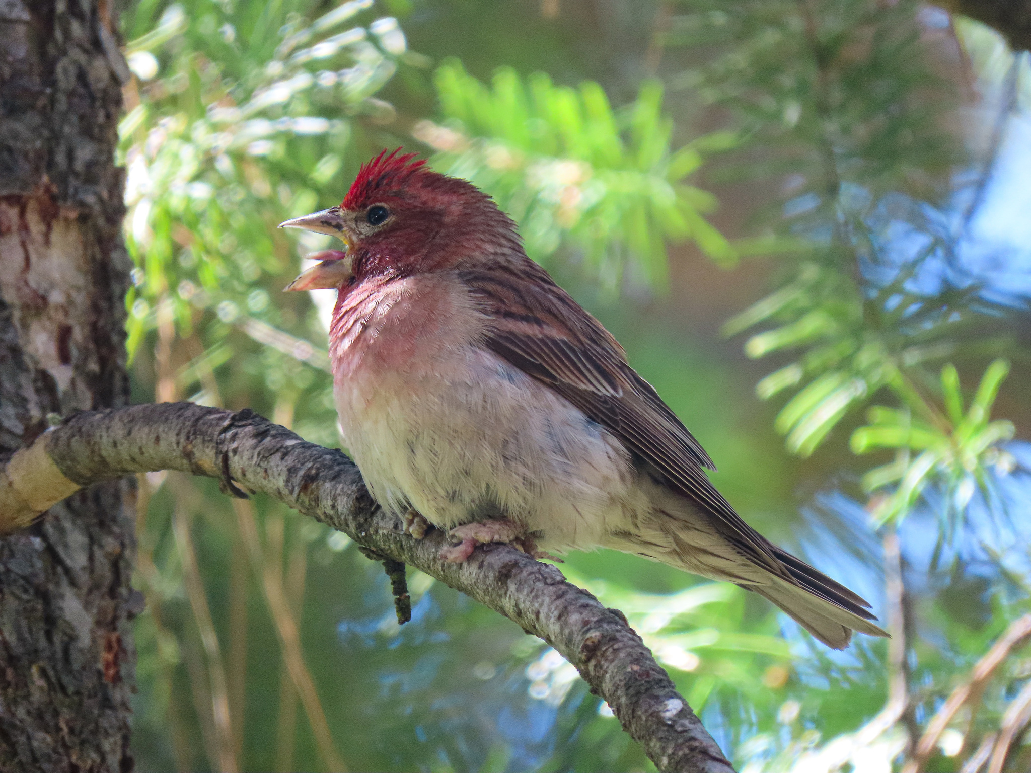 Cassin's Finch (Haemorhous cassinii)