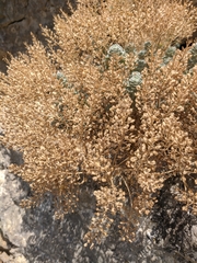 Odontarrhena obtusifolia