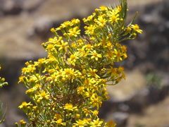 Senecio rudbeckiifolius