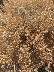 Odontarrhena obtusifolia