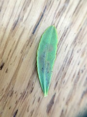 Fomoria hypericella