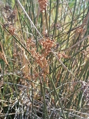 Juncus
