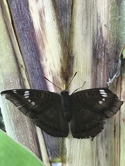 Euthalia aconthea gurda