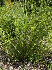 Carex muskingumensis