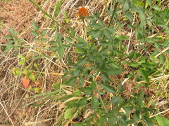 Adenophyllum aurantium