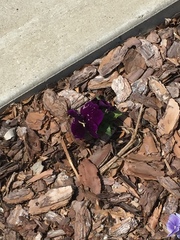 Viola × wittrockiana