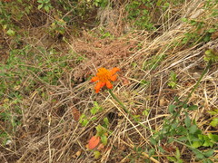 Adenophyllum aurantium