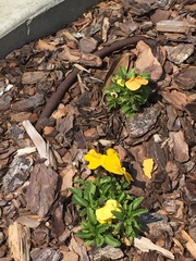 Viola × wittrockiana