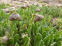 Senecio serratifolius