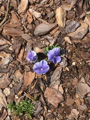 Viola × wittrockiana