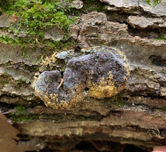 Nectriopsis violacea