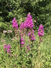 Lythrum salicaria
