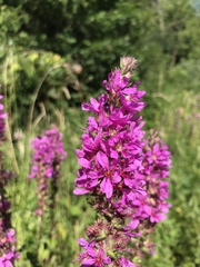 Lythrum salicaria