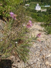 Ptilostemon echinocephalus