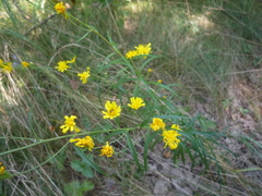 Hieracium umbellatum filifolium