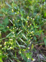 Erigeron canadensis