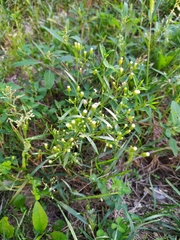 Erigeron canadensis
