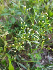 Erigeron canadensis