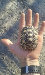 Psammobates oculifer