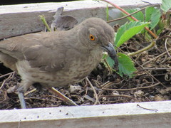 Toxostoma curvirostre