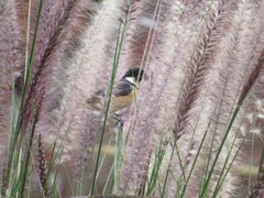 Sporophila torqueola