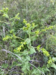 Solidago rigida glabrata