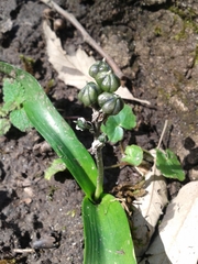 Hyacinthoides aristidis