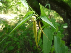 Vincetoxicum hirundinaria hirundinaria