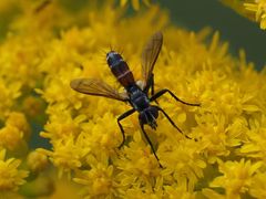 Cylindromyia interrupta