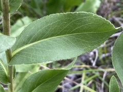 Solidago rigida glabrata