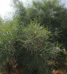Acacia saligna