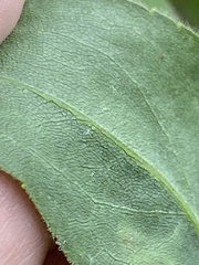 Solidago rigida glabrata