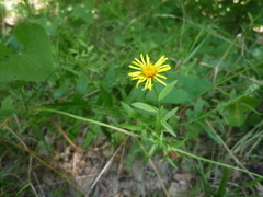 Pentanema salicinum