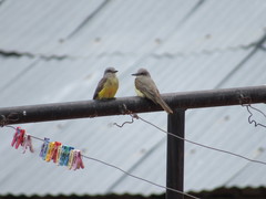 Tyrannus melancholicus