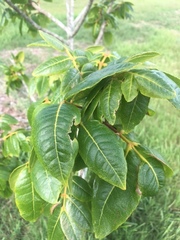 Zanthoxylum flavum