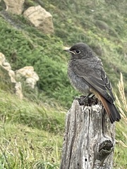 Phoenicurus ochruros