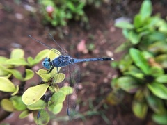 Diplacodes trivialis