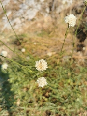 Cephalaria leucantha