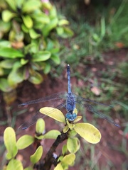 Diplacodes trivialis