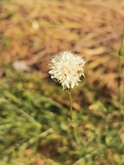 Cephalaria leucantha